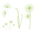 A Set of Cyperus Papyrus Plant on White Background