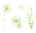 Set of Cyperus Papyrus Plant on White Background