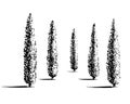 Set of cypresses illustration