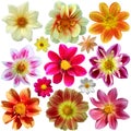 Set of dahlia flower heads