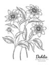 Set of Dahlia flower and leaf hand drawn botanical illustration with line art on white backgrounds Royalty Free Stock Photo