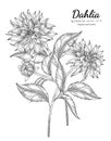 Set of Dahlia flower and leaf hand drawn botanical illustration with line art on white backgrounds Royalty Free Stock Photo