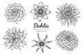 Set of Dahlia flower and leaf hand drawn botanical illustration with line art on white backgrounds Royalty Free Stock Photo