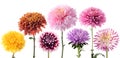 Set of dahlia flowers in different color