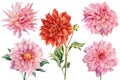 Set of dahlia flowers, isolated white background, watercolor botanical painting Royalty Free Stock Photo