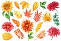 Set of dahlia, sunflower, autumn tropical leaves yellow and red. Watercolor hand drawing illustration white background Royalty Free Stock Photo