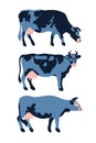 Set of dairy cows spotted. Agriculture, farming, village life. Pet.