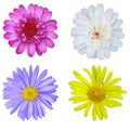 Set of daisies of different colors. Isolated flowers on a white background Royalty Free Stock Photo