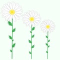 Set of daisies, isolated white flowers, buds, green leaves, stems on a light background. Vector illustration. Royalty Free Stock Photo
