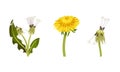 Set of dandelion flowers with stalk and leaves in different stages of flowering vector illustration