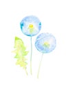 Set of dandelion leaf and flowers. Watercolor illustration isolated on white background Royalty Free Stock Photo
