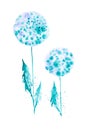 Set of dandelion leaves and flowers among abstract drops . Watercolor illustrations isolated on white background