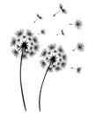 Set of dandelions. Black silhouette of two dandelions on white background. Floral patterns, clipart. Spring flower with flying Royalty Free Stock Photo