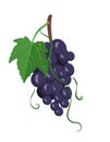 Set of dark grapes on branches with berries and leaves