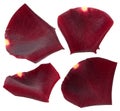 Set of dark red rose petals isolated on white Royalty Free Stock Photo