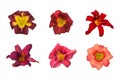 Set of daylily flowers on white background Royalty Free Stock Photo