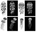 Set of decorated Jellyfishes black and white