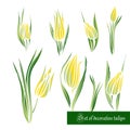 Set of decorative color elements, tulips and leaves