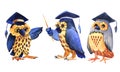 Set of decorative elements. Three characters owls teacher in professors cap science. Indicates, explains, reflects. Cute cartoon