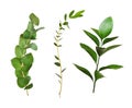 Set of decorative eucalyptus and ruscus green leaves