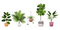 Set decorative houseplants planted in ceramic pots different garden potted plants collection