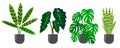 Set of decorative leafy houseplants. Ctenant, allocasia, monstera, sansevieria. Trend vector illustration isolated on white