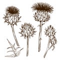 Set of decorative onopordum acanthium. Scottish thistle Royalty Free Stock Photo