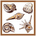 Set decorative ornamental ethnic of seashells on a