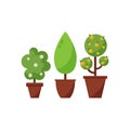 Set of decorative plants in pots vector.