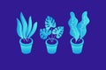 Set of decorative plants in various pots on blue background.