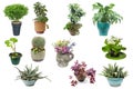 Set of decorative potted plants