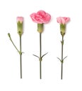 Set of decorative realistic pink carnation with green leaves isolated on white. Vector illustration.