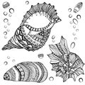 Set of decorative seashells on white background Royalty Free Stock Photo