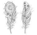 Set of decorative stylized outline feathers on white background. Vector illustration doodling and zentangle style