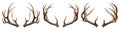 Set of deer antlers isolated on a white or transparent background close-up. Overlay of deer antlers for insertion. A Royalty Free Stock Photo