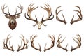 Set of deer head and antlers isolated on a white or transparent background close-up. Overlay of deer antlers for Royalty Free Stock Photo