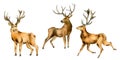 Set of deer, horned animals watercolor illustration isolated on white background. Royalty Free Stock Photo