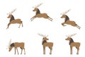 Set of Deer stands; jumps; flyes;grazes; turn head