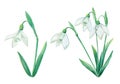 A set of delicate spring flowers, a bouquet of snowdrops, watercolor painting