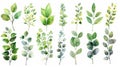 Set of delicate watercolor foliage illustrations, perfect for design elements Royalty Free Stock Photo