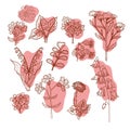 Set of delicate wildflowers in vintage style. Vector hand drawn illustration with brown outline