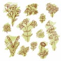 Set of delicate wildflowers in vintage style. Vector hand drawn illustration