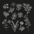 Set of delicate wildflowers in vintage style. Vector hand drawn white color illustration in chalkboard style