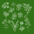 Set of delicate wildflowers in vintage style. Vector hand drawn white color illustration in chalkboard style