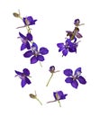 Set of Delphinium twigs, flowers and buds isolated