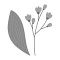 Set of 2 design elements of flowering twig and spathiphyllum leaf in grayscale. Sticker. Icon. Logo