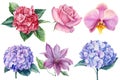 Set design elements, rose flowers, clematis, orchid, hydrangea on white background, watercolor botanical illustration Royalty Free Stock Photo