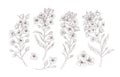 Set of detailed botanical drawings of blooming rapeseed, canola or mustard flowers. Bundle of crop or cultivated plant