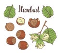 Set of detailed hand drawn hazelnuts isolated on white background.