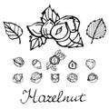 Set of detailed hand drawn hazelnuts isolated on white background.